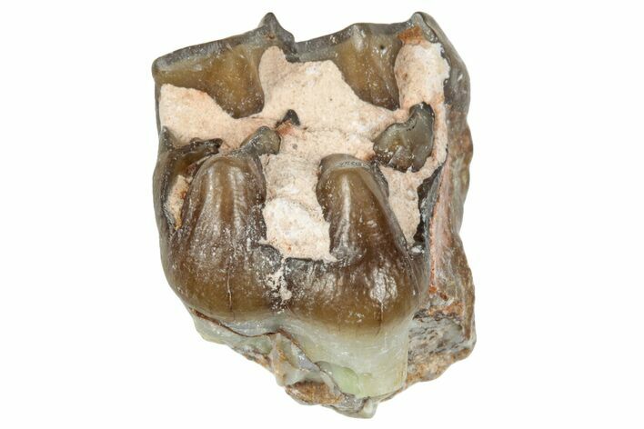 Fossil Horse (Mesohippus) Tooth - South Dakota #289531